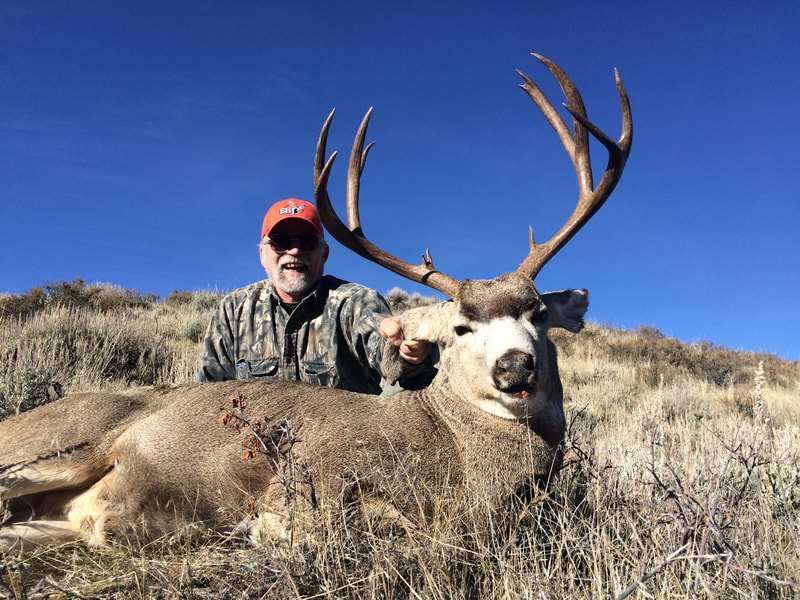Wyoming guided mule deer hunts